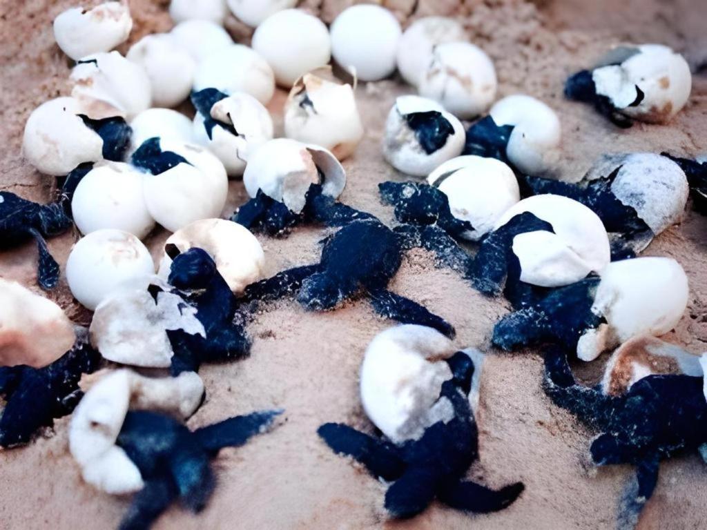 Secret Paradise Resort & Turtle Sanctuary ซาน วิเซนเต ภายนอก รูปภาพ