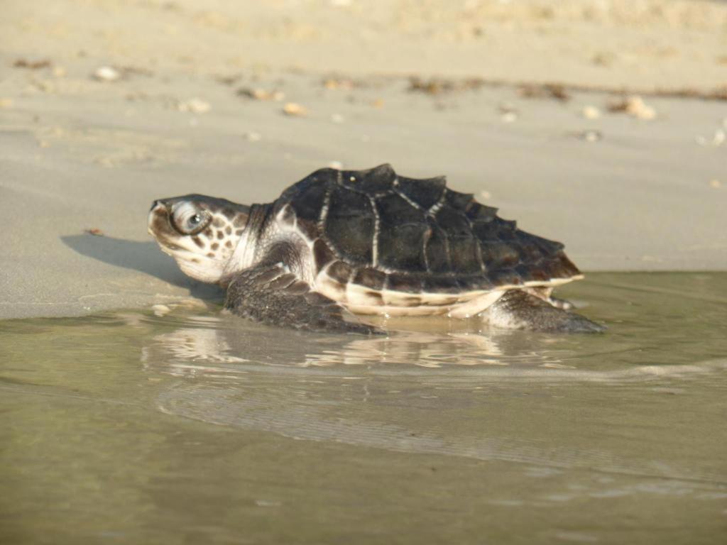 Secret Paradise Resort & Turtle Sanctuary ซาน วิเซนเต ภายนอก รูปภาพ