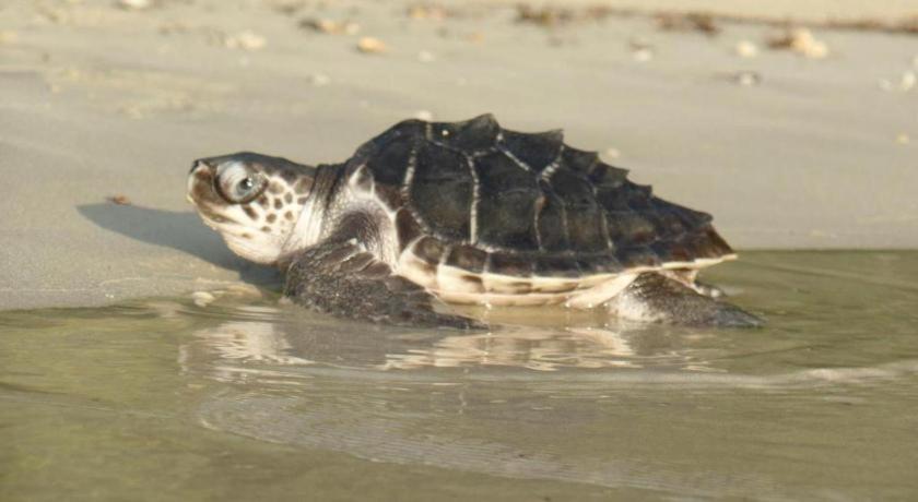 Secret Paradise Resort & Turtle Sanctuary ซาน วิเซนเต ภายนอก รูปภาพ