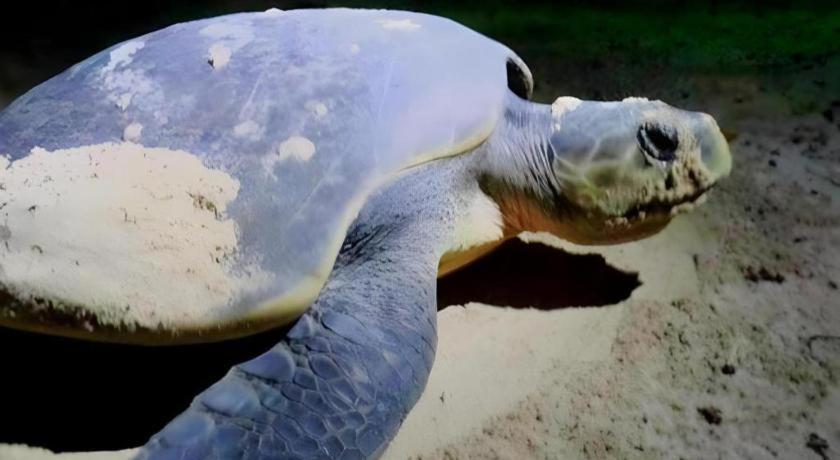 Secret Paradise Resort & Turtle Sanctuary ซาน วิเซนเต ภายนอก รูปภาพ
