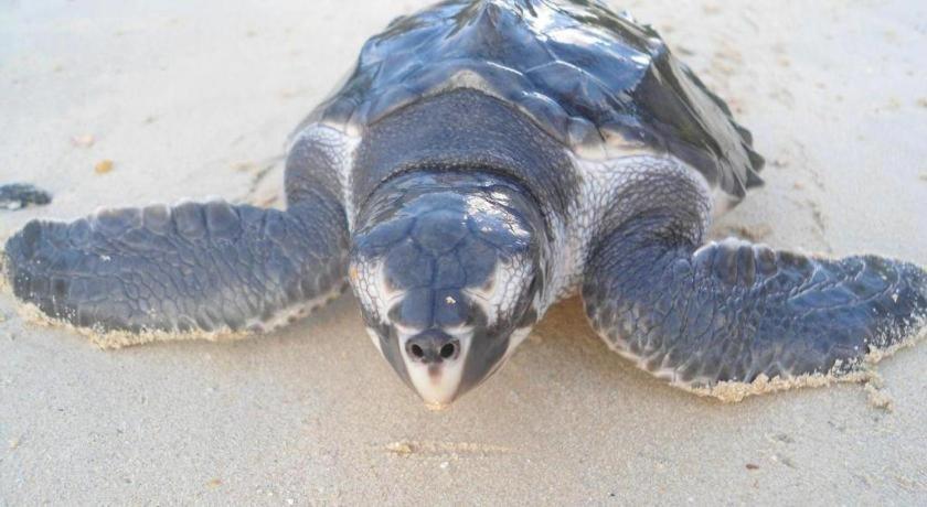 Secret Paradise Resort & Turtle Sanctuary ซาน วิเซนเต ภายนอก รูปภาพ